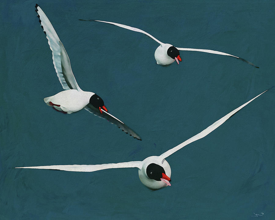 Black Headed Seagulls with Open Wings Digital Art by Jan Keteleer