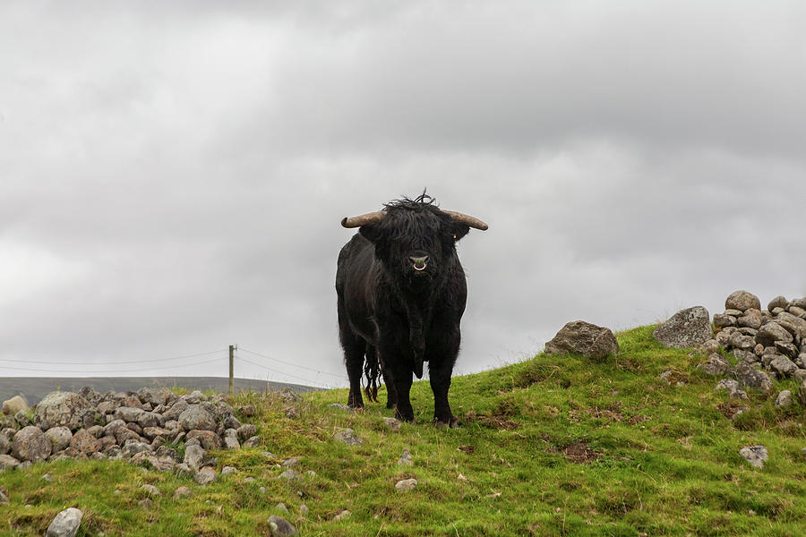 Black Highland Bull With A Ring In Its Photograph by Diane Macdonald