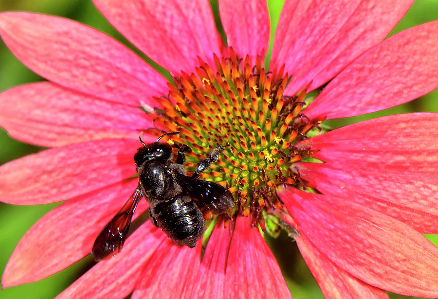 Black Honeybee On A Coneflower 001 Photograph by George Bostian