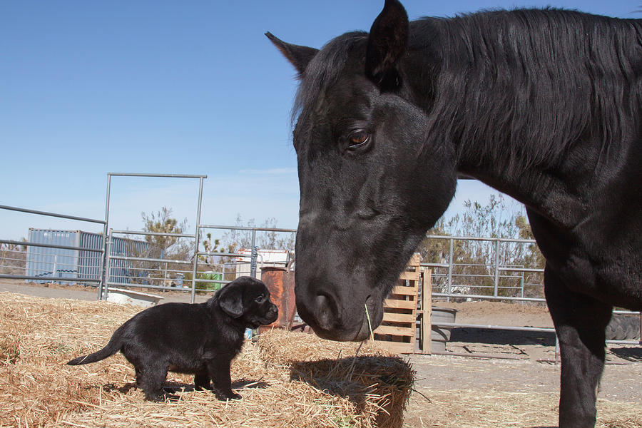 are labradors good with horses