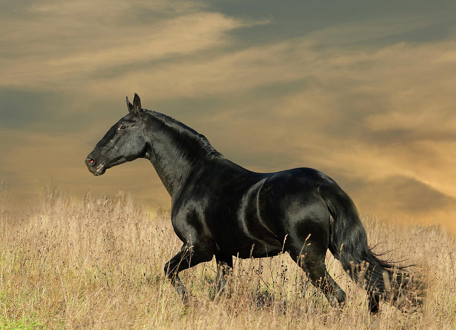 Black Horse In Sunset Photograph by Photographs By Maria Itina