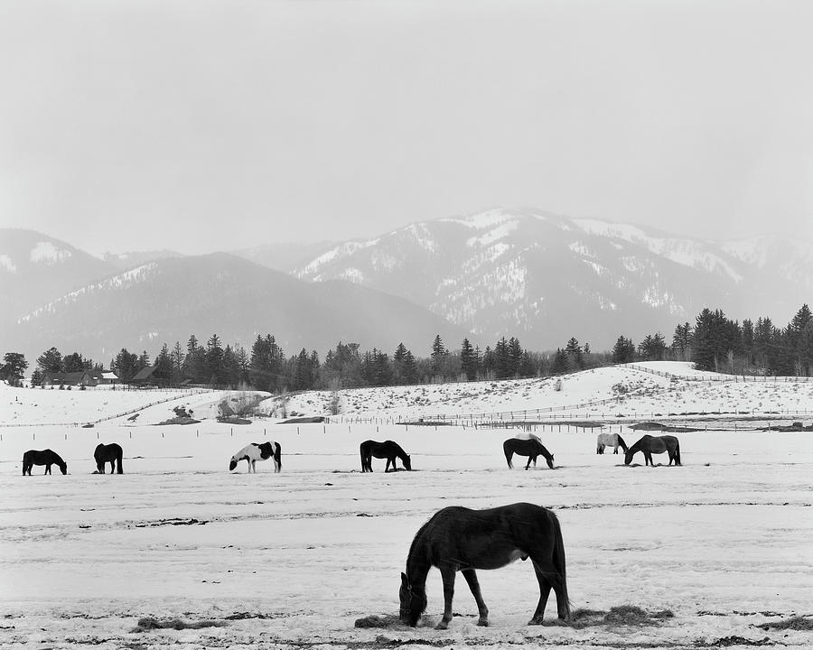 Black Horse In Winters Mountains, Wyoming 00 Photograph by Monte Nagler