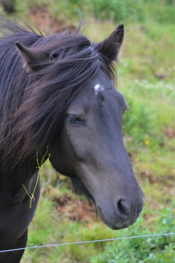 Iceland Photograph - Black Horse by Norman Burnham Iceland Photograph - Black Horse by Norman Burnham