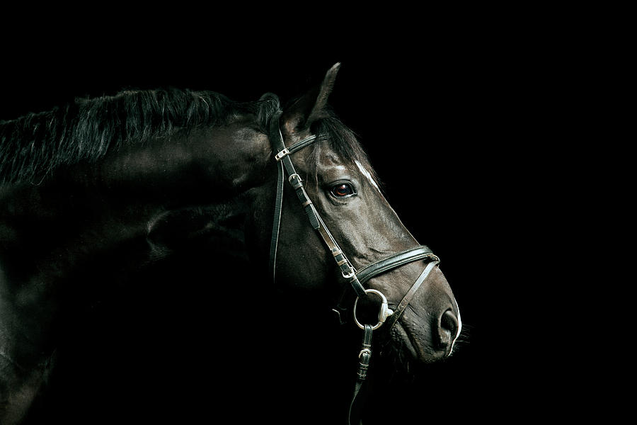 Black Horse Portrait Photograph by Pixalot