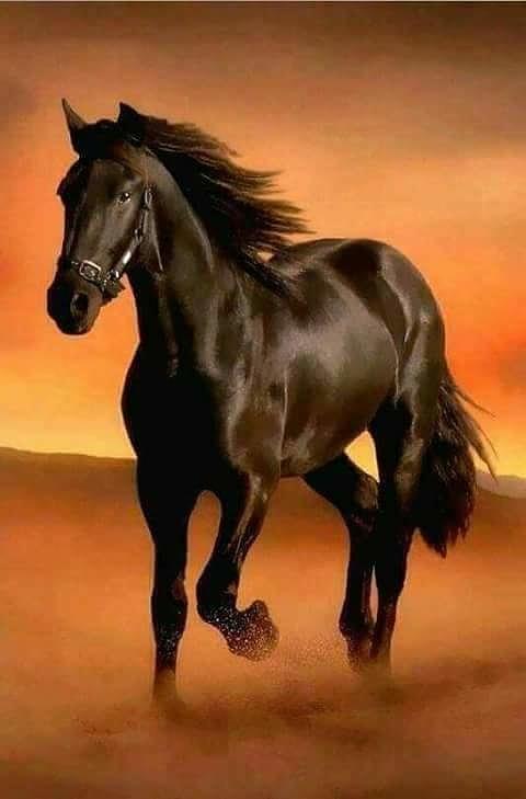 black horse art