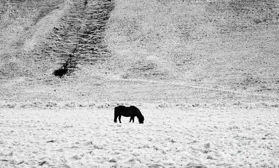 Black Icelandic Pony in the Fr Photograph by Debra Banks