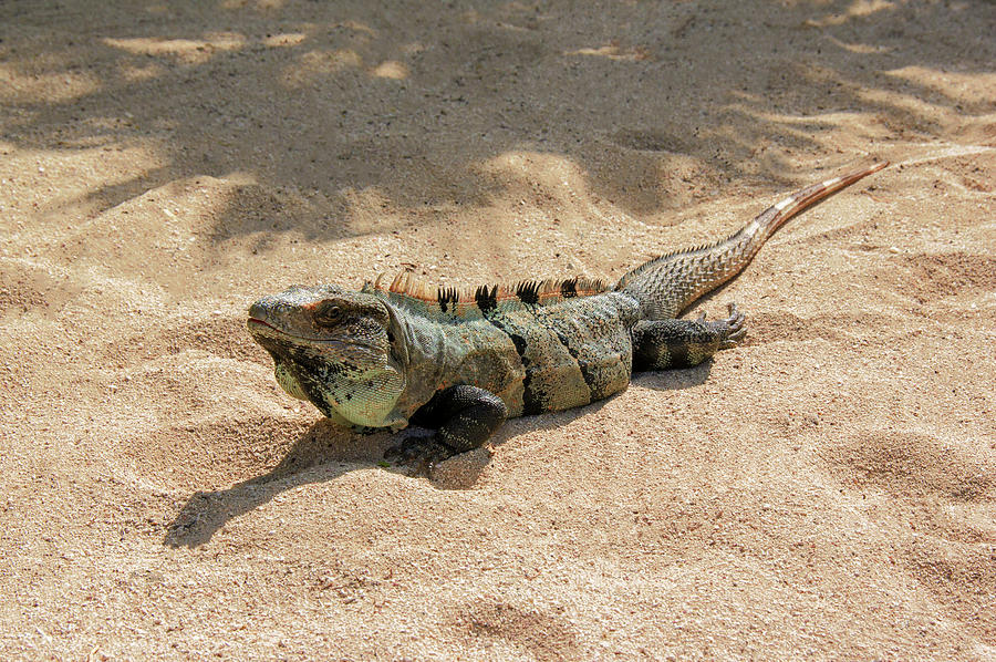 Black iguana Photograph by Sun Travels