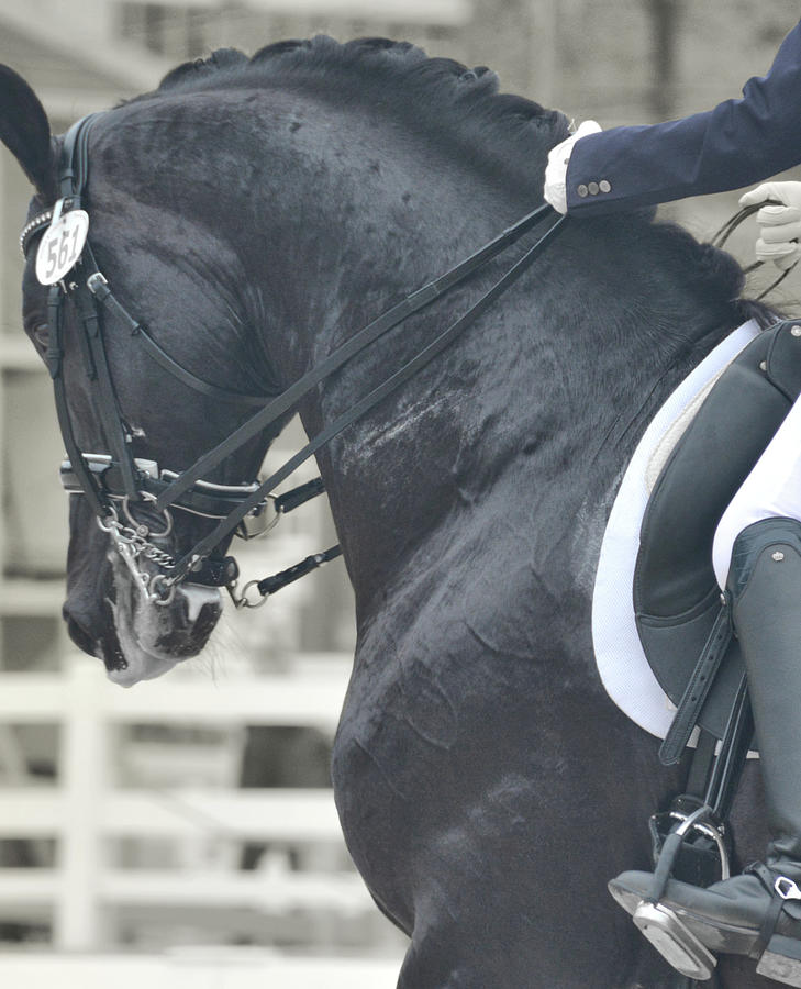 Black In Tack Photograph by JAMART Photography