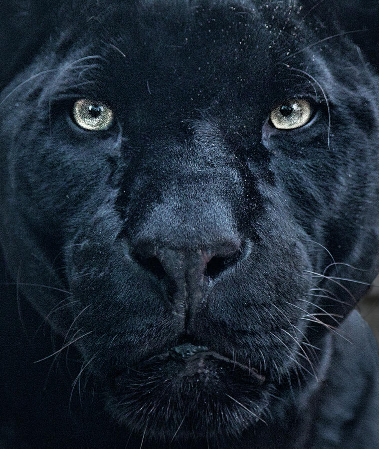 Black Jaguar Portrait Photograph by Fred Hood