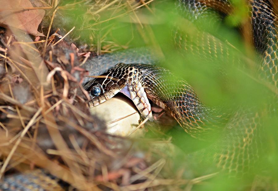 Snake Eating A Mallard Duck Egg Photograph