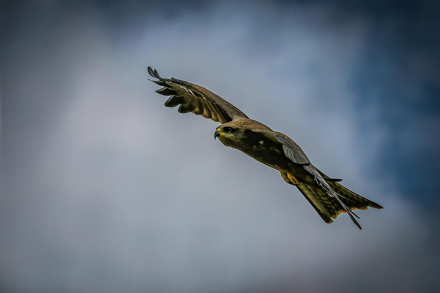 Black Kite in Flight Photograph by Ramabhadran Thirupattur