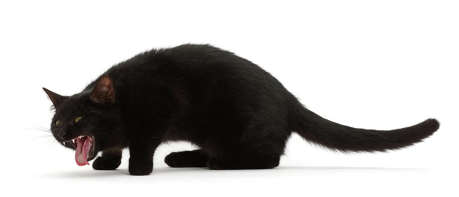 Black Kitten Coughing Up A Furball Photograph by Mark Taylor