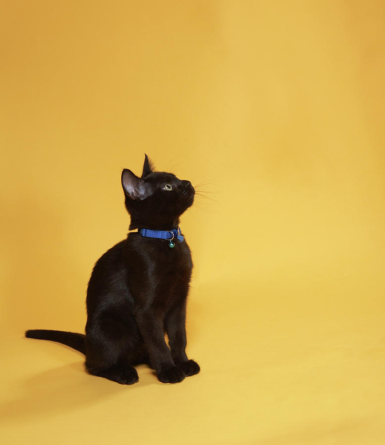 Black Kitten In Collar, Studio Shot Photograph by Peety Cooper