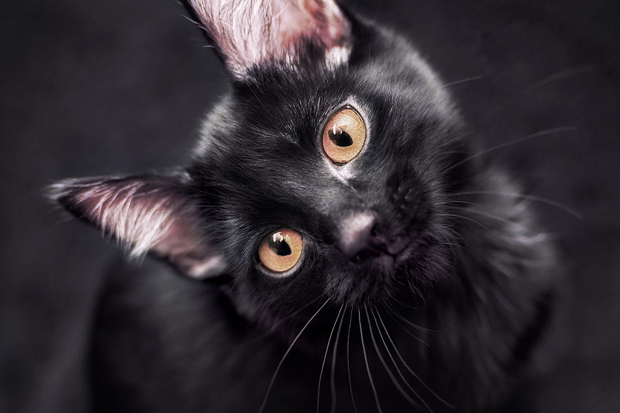 Black Kitten on Black Background Photograph by Calina Bell - Fine Art ...