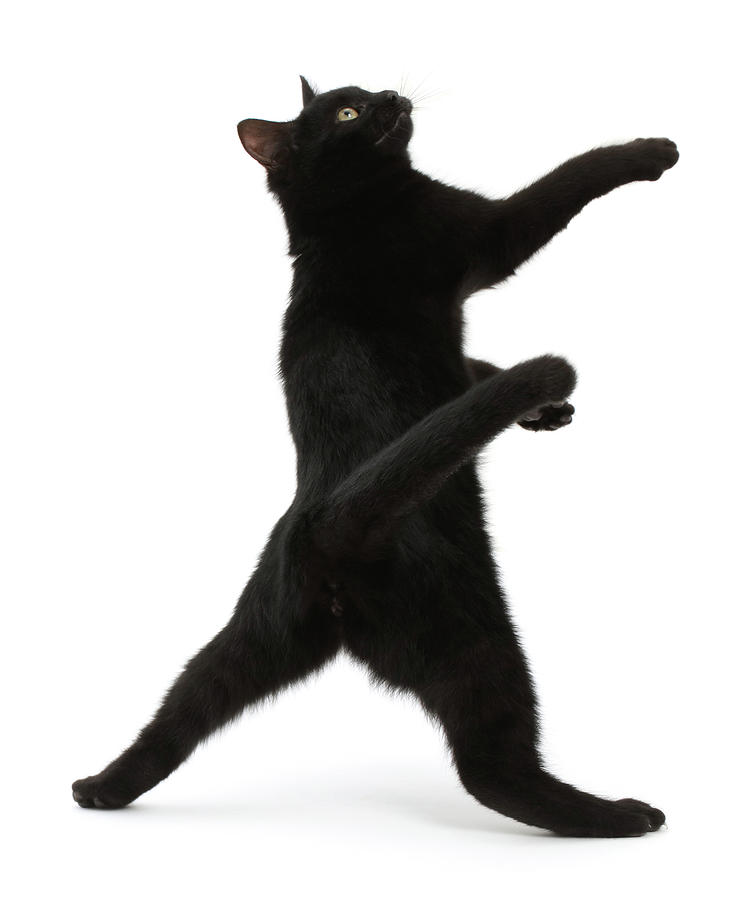 Black Kitten Reaching Photograph by Mark Taylor