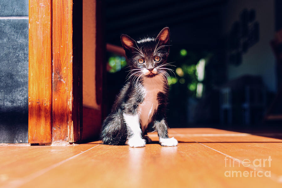 Black kitten resting in the sun on the house floor. Photograph by Joaquin Corbalan