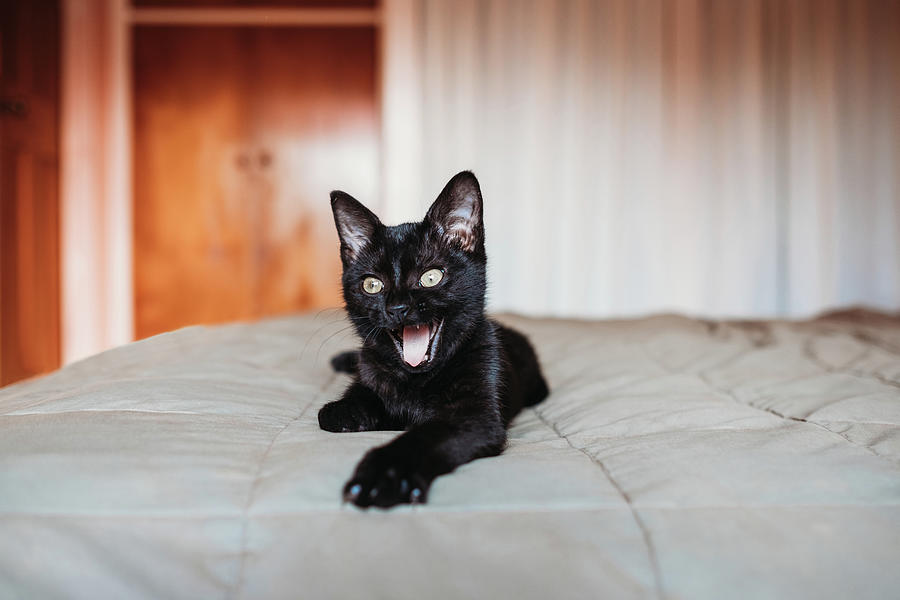 yawning black cat