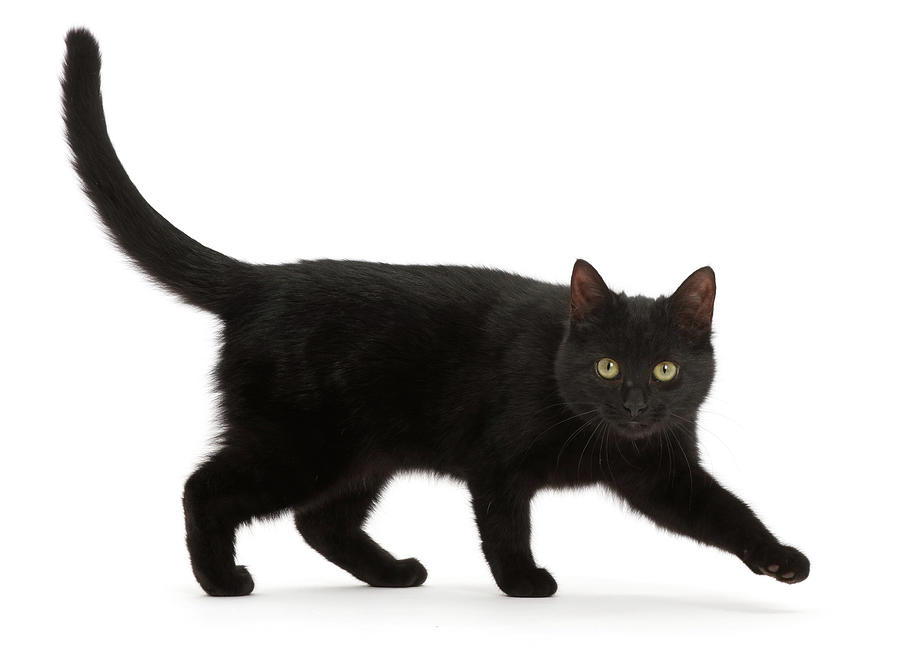 Black Kitten Striding Photograph by Mark Taylor