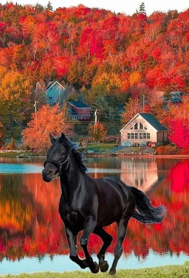 Black Knight Horse Digital Art