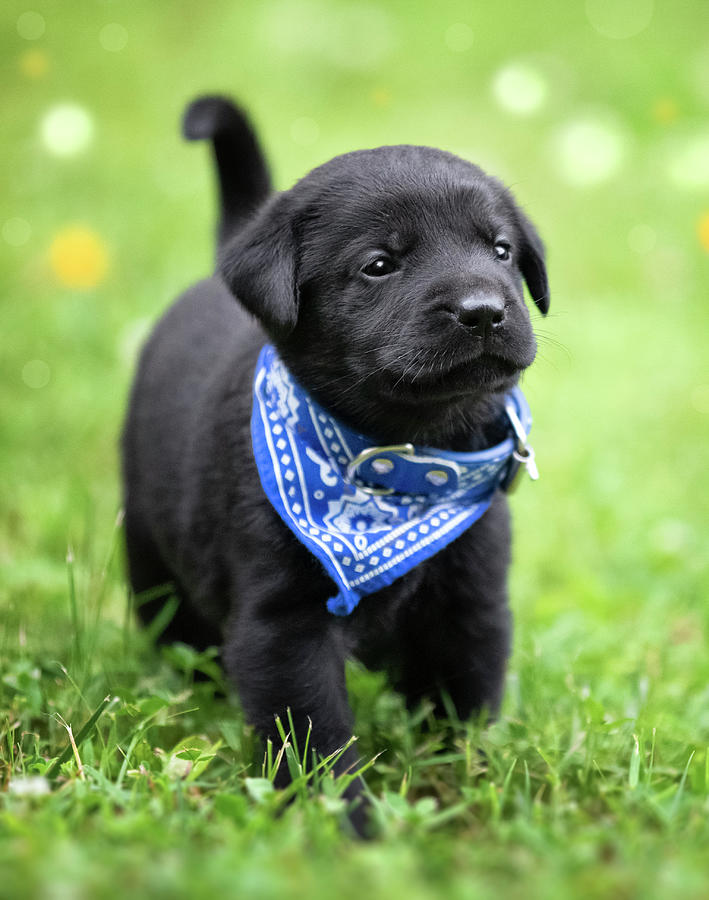 Puppy Photograph - Black Lab Pup 1 by Jonathan Ross