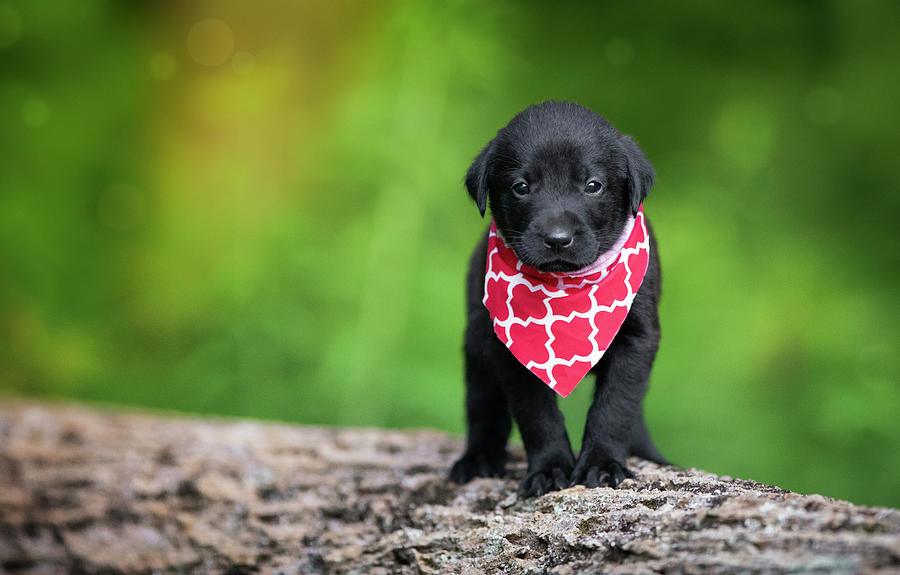 Dog Photograph - Black Lab Pup 4 by Jonathan Ross