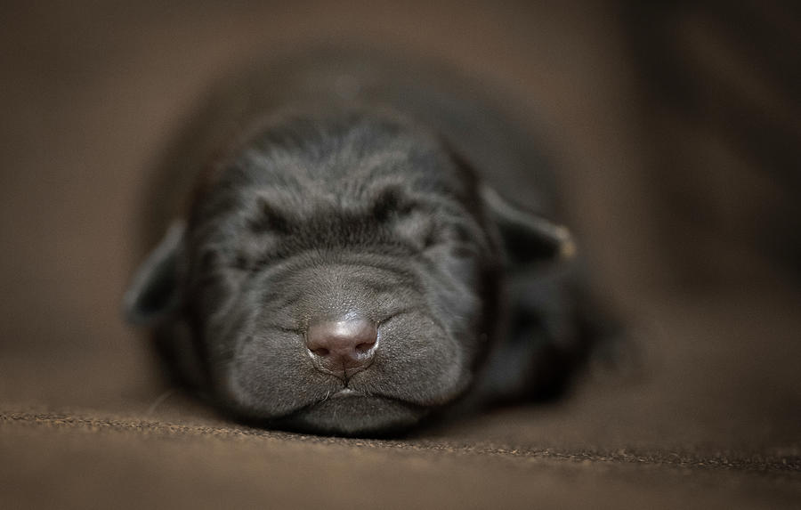 newborn labrador puppies