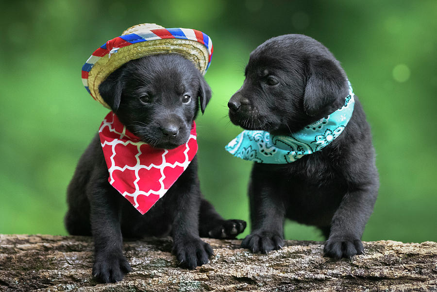 black lab puppy pictures