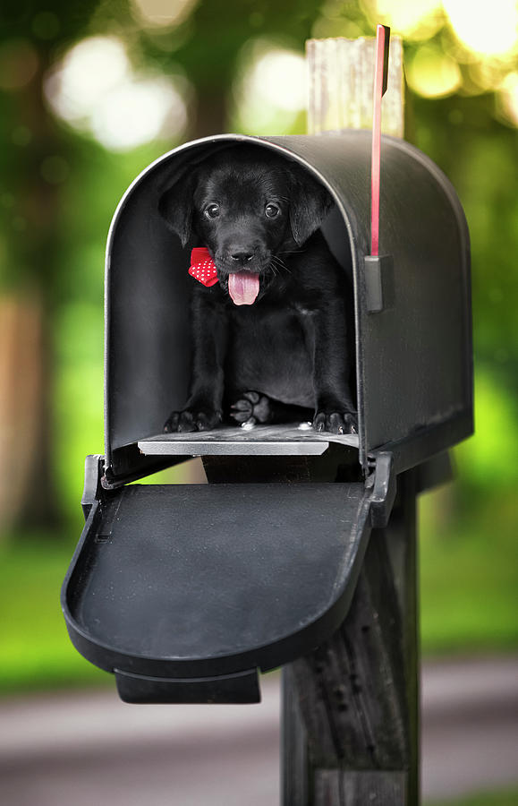 Dog Photograph - Black Lab Special Delivery by Jonathan Ross