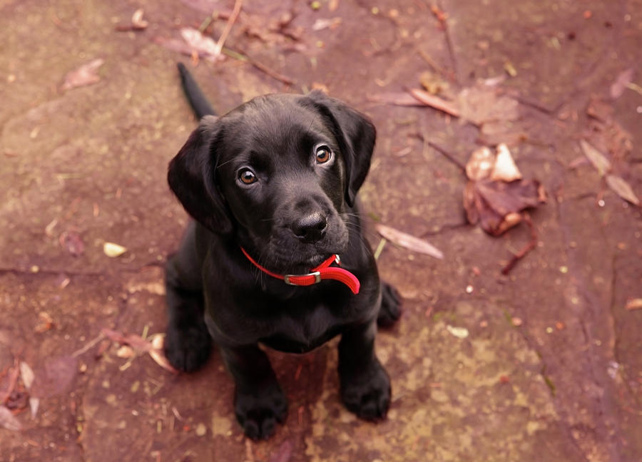 Black Labrador Puppy Photograph by Juliet White