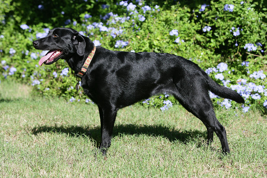 Black Labrador Retriever 15 Photograph by Bob Langrish - Fine Art America