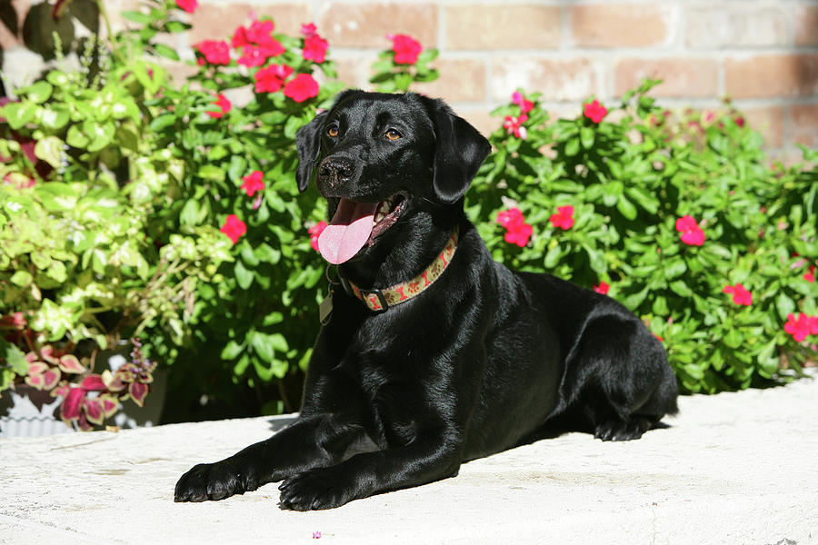 black labrador teddies