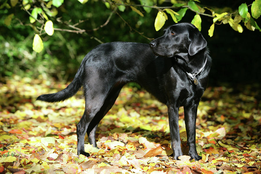 Animal Photograph - Black Labrador Retriever 20 by Bob Langrish