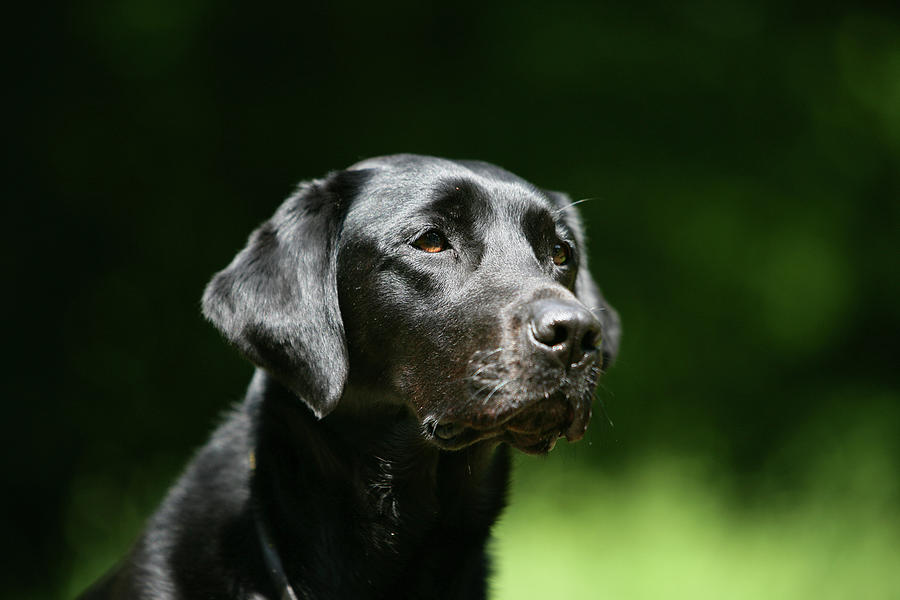 Animal Photograph - Black Labrador Retriever 22 by Bob Langrish