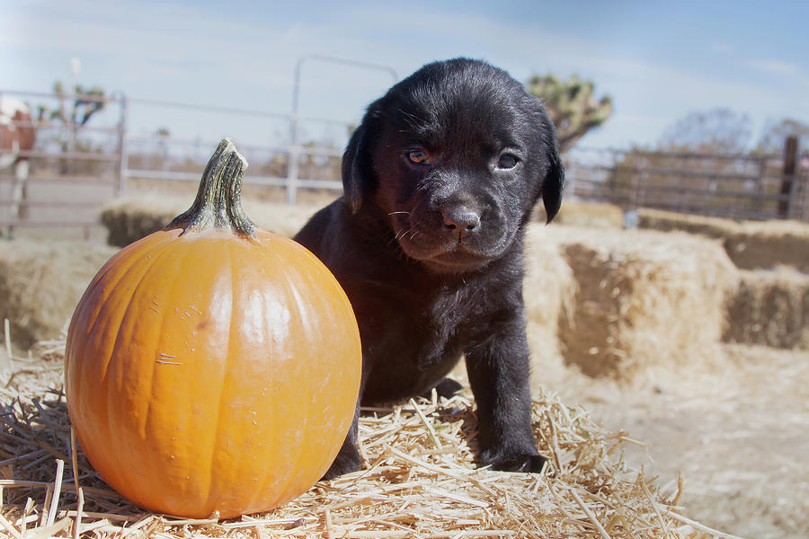 black lab sitting