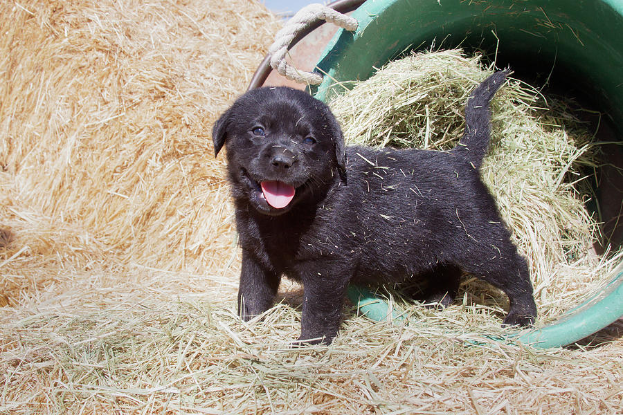 Droll Puppies Black Labrador