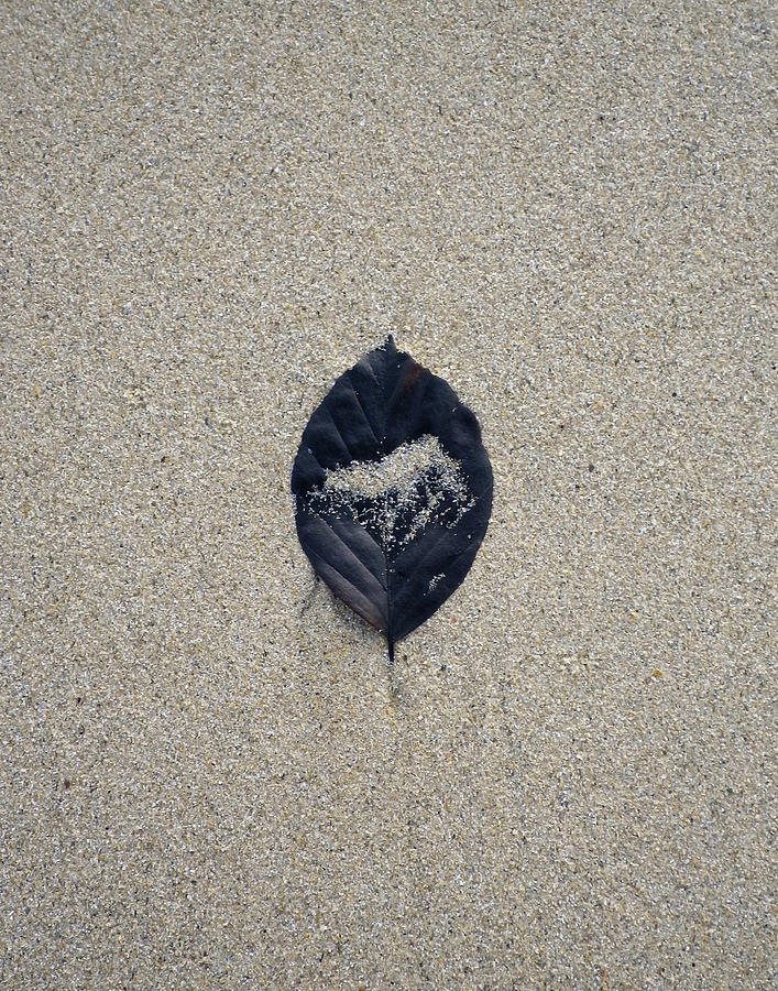 Black Leaf On Sandy Beach Photograph by Richard Brookes