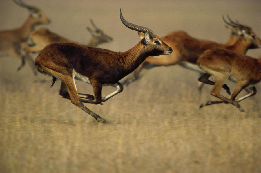 antelope running