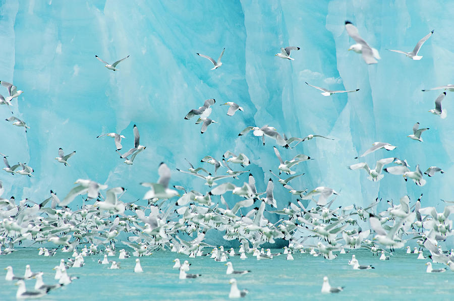 Black-legged Kittiwakes In Front Of Photograph by Mint Images - David Schultz