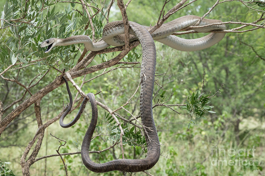 Black Mamba In A Tree Performing A Threat Display by Tony Camacho ...