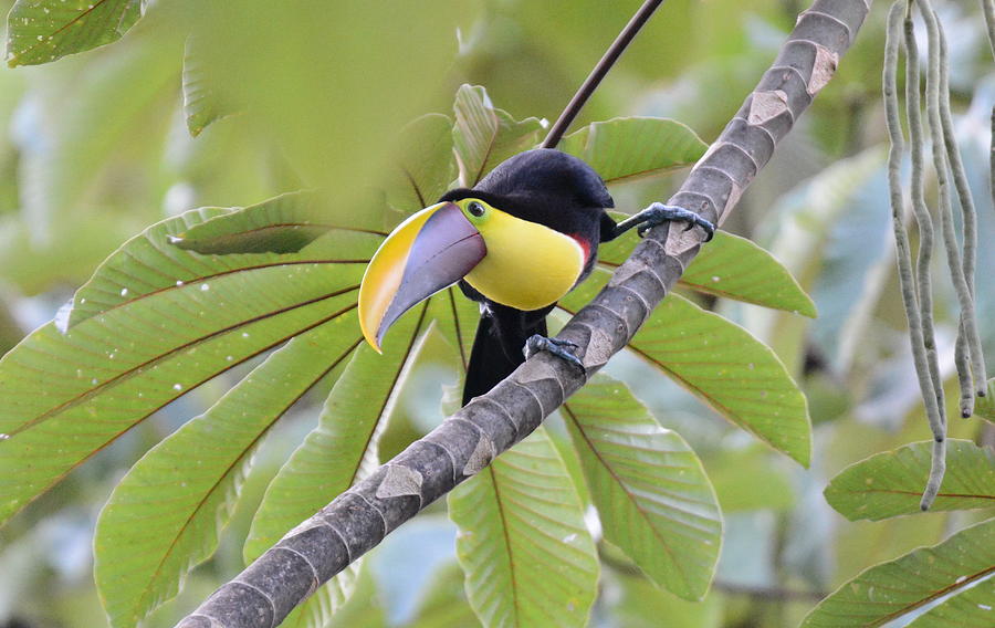 Black-mandibled Toucan Photograph by Ismael Galvn