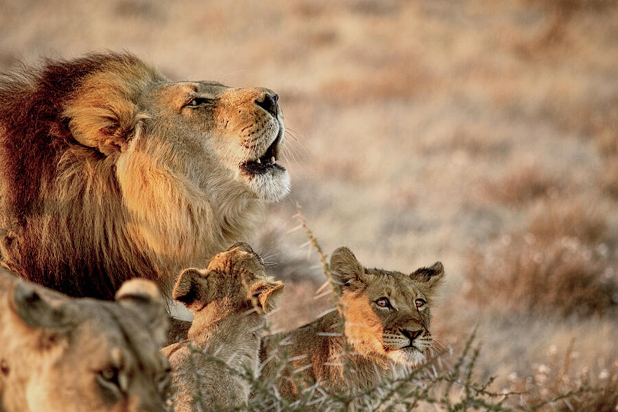 Lion Pride Fathers of Two Cubs Shirt Lion Pride Fathers of 