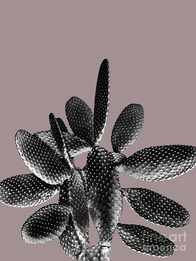 Spring Photograph - Black Mauve Cactus #1 #plant #decor #art by Anitas and Bellas Art
