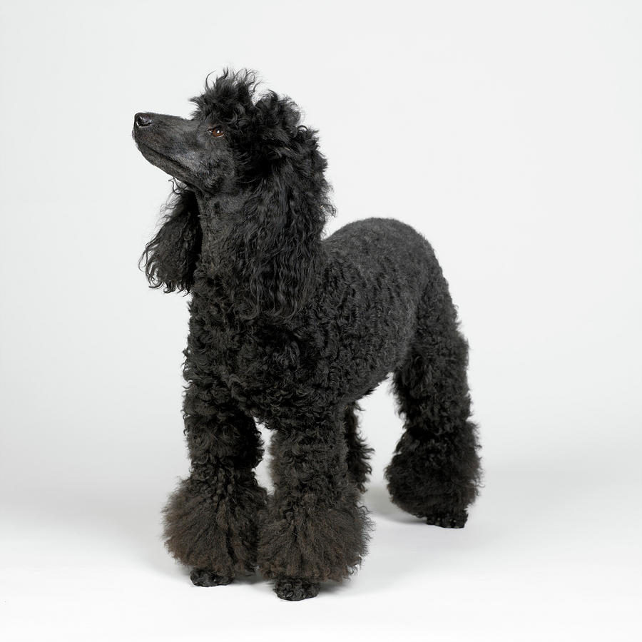 poodle black miniature