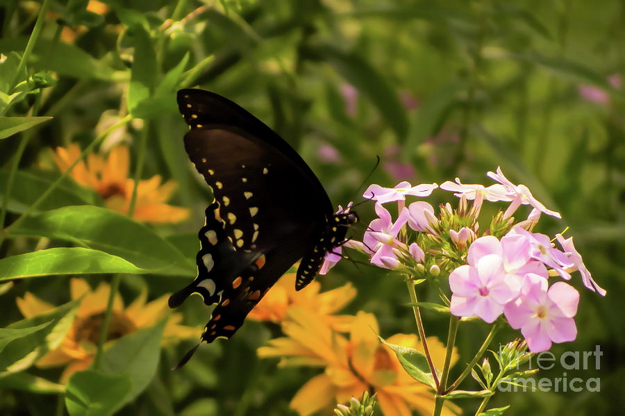 Black Monarch Photograph by Bonnie J Thompson