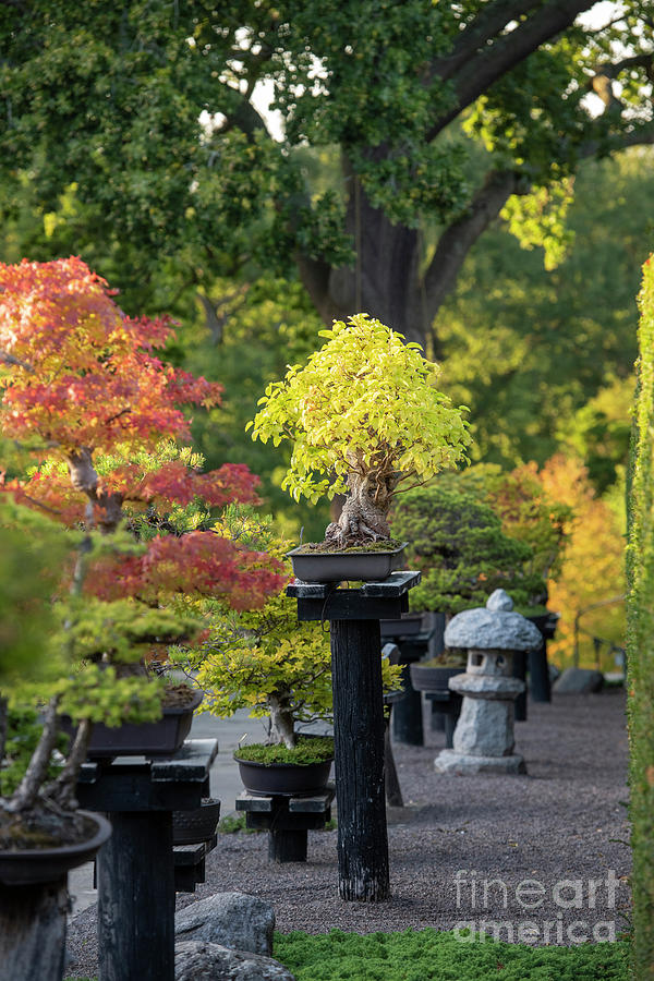 Black Mulberry Bonsai Tree at RHS Wisley Photograph by Tim Gainey