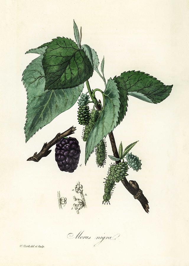 Black mulberry  Morus nigra illustration from Medical Botany  1836  by John Stephenson and James Mo Painting by Celestial Images
