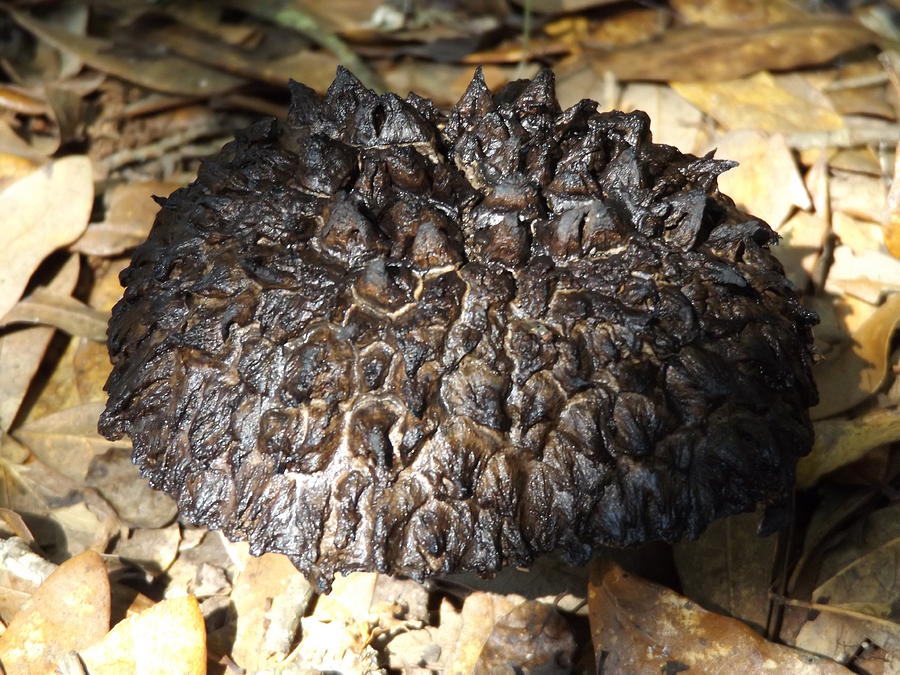Black Mushroom Photograph
