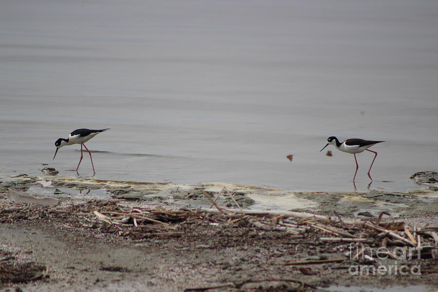 Black Neck Stilt and Painted Ladies Butterflies at North Shore Salton Sea 2 Photograph by Colleen Cornelius
