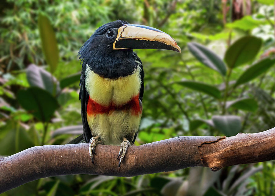 Black-necked Aracari Photograph