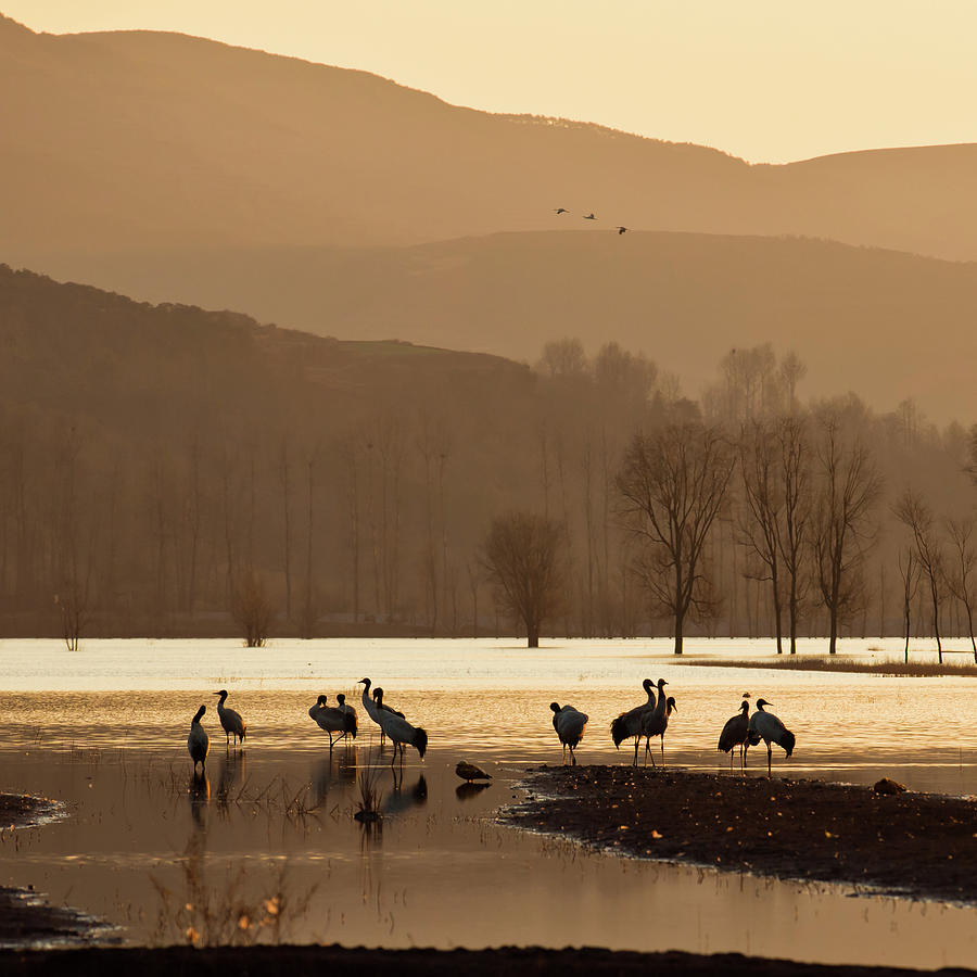 Black-necked Cranes Photograph by Zhouyousifang